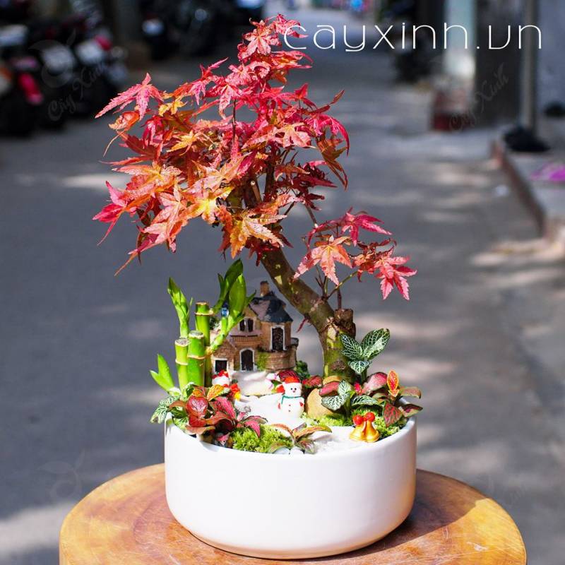 Cây Phong Lá Đỏ Cây Phong Lá Đỏ